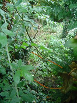 Photo: Resurgence of stream next to St. Tewdric's well.
