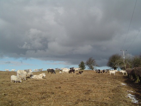Photo: Garway Hill, near TV mast.