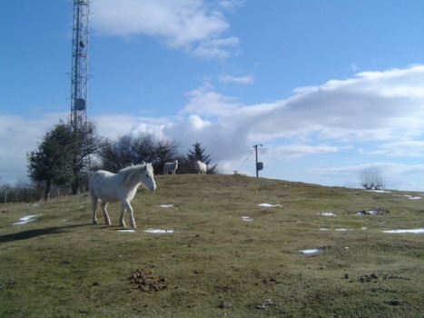 Photo: Garway Hill, near TV mast.