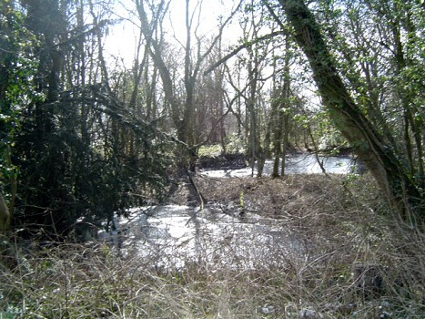 Photo: Ponds, Garway.