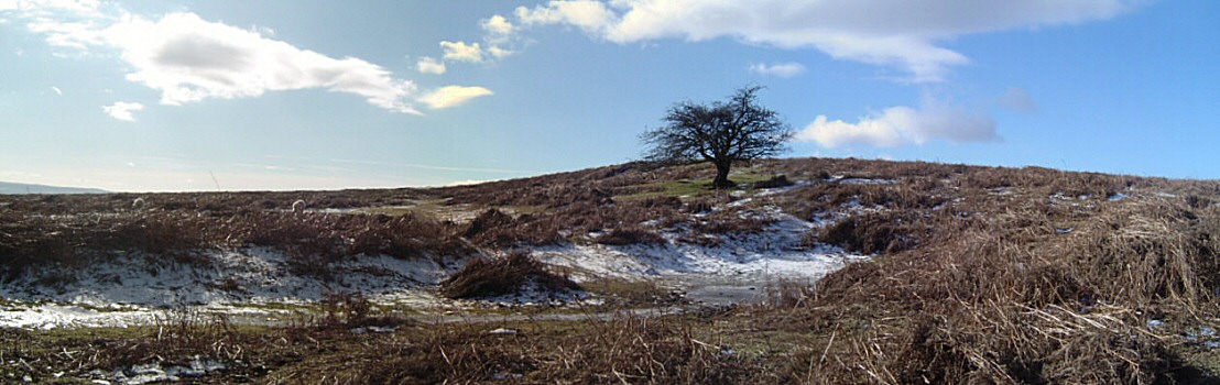 Photo: Earthworks and spring, Garway common.