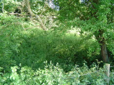 Photo: Upper Whirly Pool site stream.
