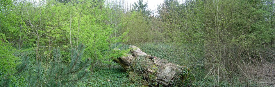 Photo: Within the hollow.