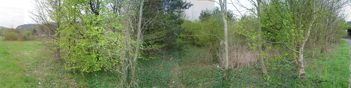 Photo: View of the hollow, approximately from the South.