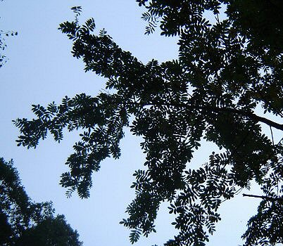Photo: Leaves on sapling.