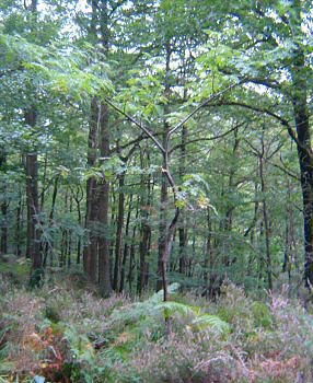 Photo: Sapling near cabin.