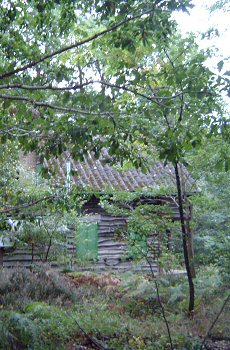 Photo: Sapling near cabin.