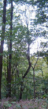 Photo: Tree of some 50 years.